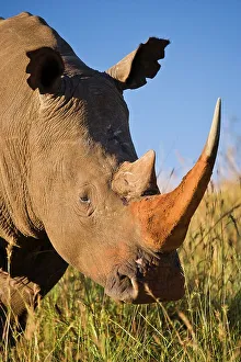Kwazulu Prints: White Rhinoceros or Square-lipped Rhinoceros (Ceratotherium simum)