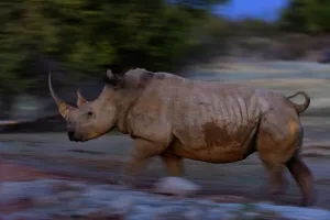Safari Destination Prints: White rhinoceros or square-lipped rhinoceros (Ceratotherium simum)