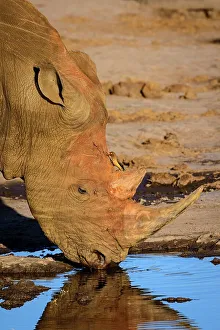 Water Hole Prints: White rhinoceros or square-lipped rhinoceros (Ceratotherium simum) drinking