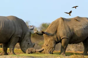 Aggressive Prints: White rhinoceros or square-lipped rhinoceros (Ceratotherium simum) fighting as Red-billed (Redbilled)