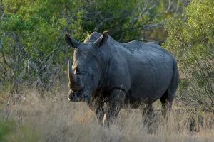 Naturalresource Prints: White rhinoceros or square-lipped rhinoceros or rhino (Ceratotherium simum)