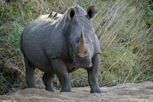 Naturalresource Prints: White rhinoceros or square-lipped rhinoceros or rhino (Ceratotherium simum)