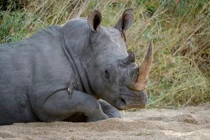 Naturalresource Prints: White rhinoceros or square-lipped rhinoceros or rhino (Ceratotherium simum)