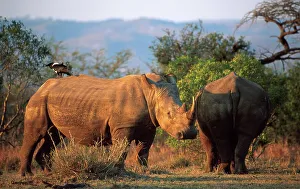 Rhinoceros Prints: White Rhinoceros in veld. Hluhluwe Umfolozi Park