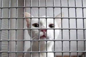 Death Prints: white sad caged cat in the cell