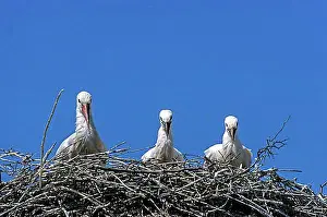 Young Animals Prints: White Stork (Ciconia ciconia) adult bird and juvenile birds on the eyrie