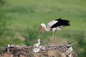 Asian Prints: White Stork (Ciconia ciconia) adult with chick