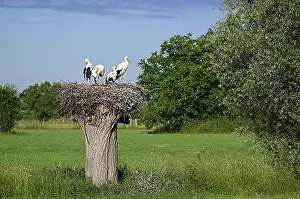 : White Stork (Ciconia ciconia), adult and young birds in nest