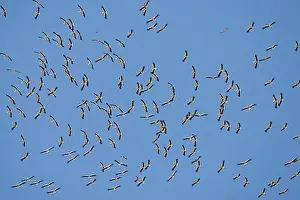 Hike Prints: White Stork, white storks (Ciconia ciconia)