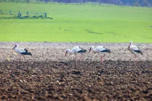Chordate Prints: White Storks (Ciconia ciconia) in a field in spring, Pas de Calais, France