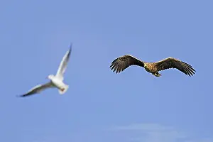 Seagull Prints: White-tailed eagle (Haliaeetus albicilla)
