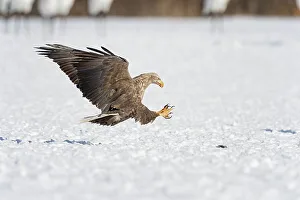 Spread Wings Prints: White-Tailed Eagle (Haliaeetus albicilla) attacking on a fish