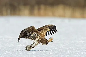 Spread Wings Prints: White-Tailed Eagle (Haliaeetus albicilla) attacking on a fish