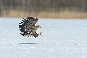 Spread Wings Prints: White-Tailed Eagle (Haliaeetus albicilla) attacking on a fish