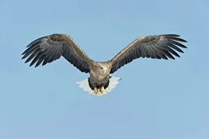 Spread Wings Prints: White-Tailed Eagle (Haliaeetus albicilla) flying in the sky