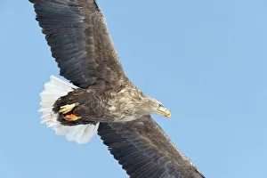 Spread Wings Prints: White-Tailed Eagle (Haliaeetus albicilla) flying in the sky