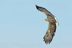 Spread Wings Prints: White-Tailed Eagle (Haliaeetus albicilla) flying in the sky