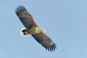 Spread Wings Prints: White-Tailed Eagle (Haliaeetus albicilla) flying in the sky