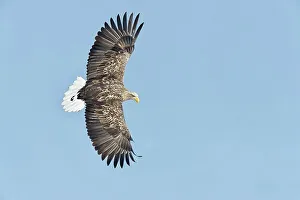 Spread Wings Prints: White-Tailed Eagle (Haliaeetus albicilla) flying in the sky