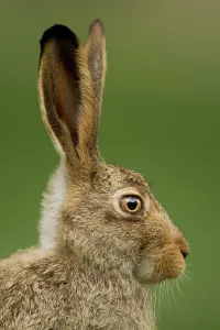 Calgary Prints: White-tailed Jackrabbit, Lepus townsendii, Alberta, Calgary, Canada