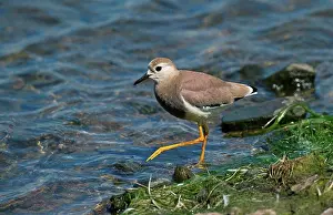 Asian Prints: White-tailed Lapwing (Vanellus leucurus) adult
