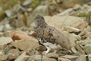 Vancouver Island Prints: White_tailed Ptarmigan, Lagopus leucura, Strathcona PP, Vancouver Island, BC, Canada