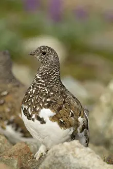 British Columbia Prints: White_tailed Ptarmigan, Lagopus leucura, Strathcona PP, Vancouver Island, BC, Canada