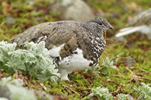 British Columbia Prints: White_tailed Ptarmigan, Lagopus leucura, Strathcona PP, Vancouver Island, BC, Canada