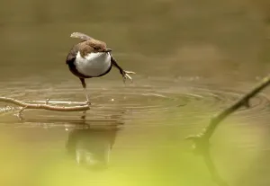 Passerine Bird Prints: White-Throated dipper (Cinclus cinclus) feeding in small stream