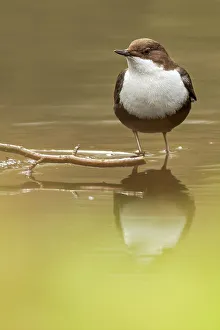 Passerine Bird Prints: White-Throated dipper (Cinclus cinclus) feeding in small stream