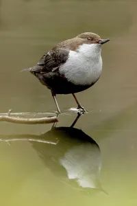 Passerine Bird Prints: White-Throated dipper (Cinclus cinclus) feeding in small stream