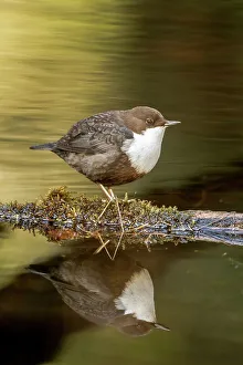 Passerine Bird Prints: White-Throated dipper (Cinclus cinclus) feeding in small stream