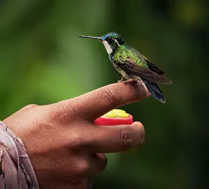 Animal Prints: White-throated Mountain-gem (Lampornis castaneoventris), male, Panama