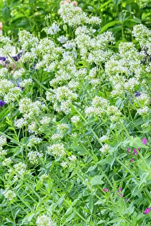 Ambiance Prints: White valerian (Centranthus ruber) Albus, flowers