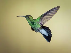 Lonely Prints: White-vented plumeleteer (Chalybura buffonii), hovering, Colombia, March