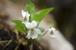 Cropped Prints: White Violet (Viola alba), Austria, Europe