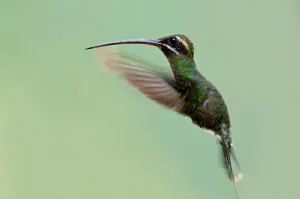 Ecuador Prints: White-Whiskered Hermit (Phaethornis yaruqui) in flight