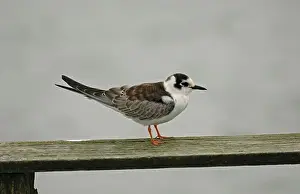 Juveniles Prints: White-winged Black Tern (Chlidonias leucoptera) juvenile