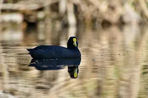 Urban Environment Prints: White-winged Eurasian Coot (Fulica leucoptera) on a lake in the city of Buenos Aires