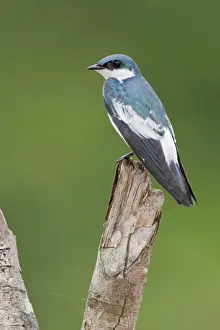 Ecuador Prints: White_winged Swallow Tachycineta albiventer perched on a branch near the Napo River in Amazonian Ecuador