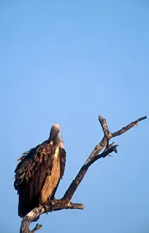Scavenge Prints: Whitebacked vulture preening. MalaMala game Reserve