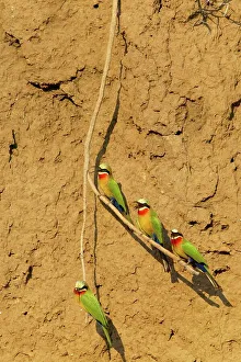 Wild Bird Prints: Whitefronted Bee-eater (Merops bullockoides) on a branch