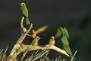 Whitefronted Bee-eater (Merops bullockoides) on branch