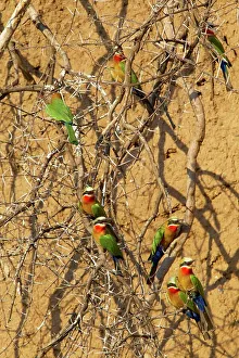 Wild Bird Prints: Whitefronted Bee-eater (Merops bullockoides) on a branch