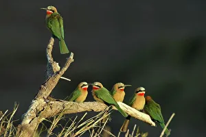 White Fronted Bee Eater Prints: Whitefronted Bee-eater (Merops bullockoides) on branch