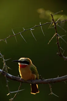 Wild Bird Prints: Whitefronted Bee-eater (Merops bullockoides) on a branch