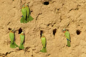 Wild Bird Prints: Whitefronted Bee-eater (Merops bullockoides) at their nests