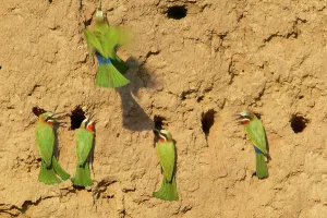 Wild Bird Prints: Whitefronted Bee-eater (Merops bullockoides) at their nests