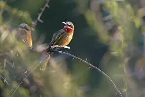 Acacia Prints: Whitefronted Bee-eater (Merops bullockoides) perched on an acacia branch