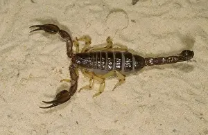 Poisonous Prints: White's Nebo Scorpion (Nebo whitei) Venomous, Arabian Peninsula